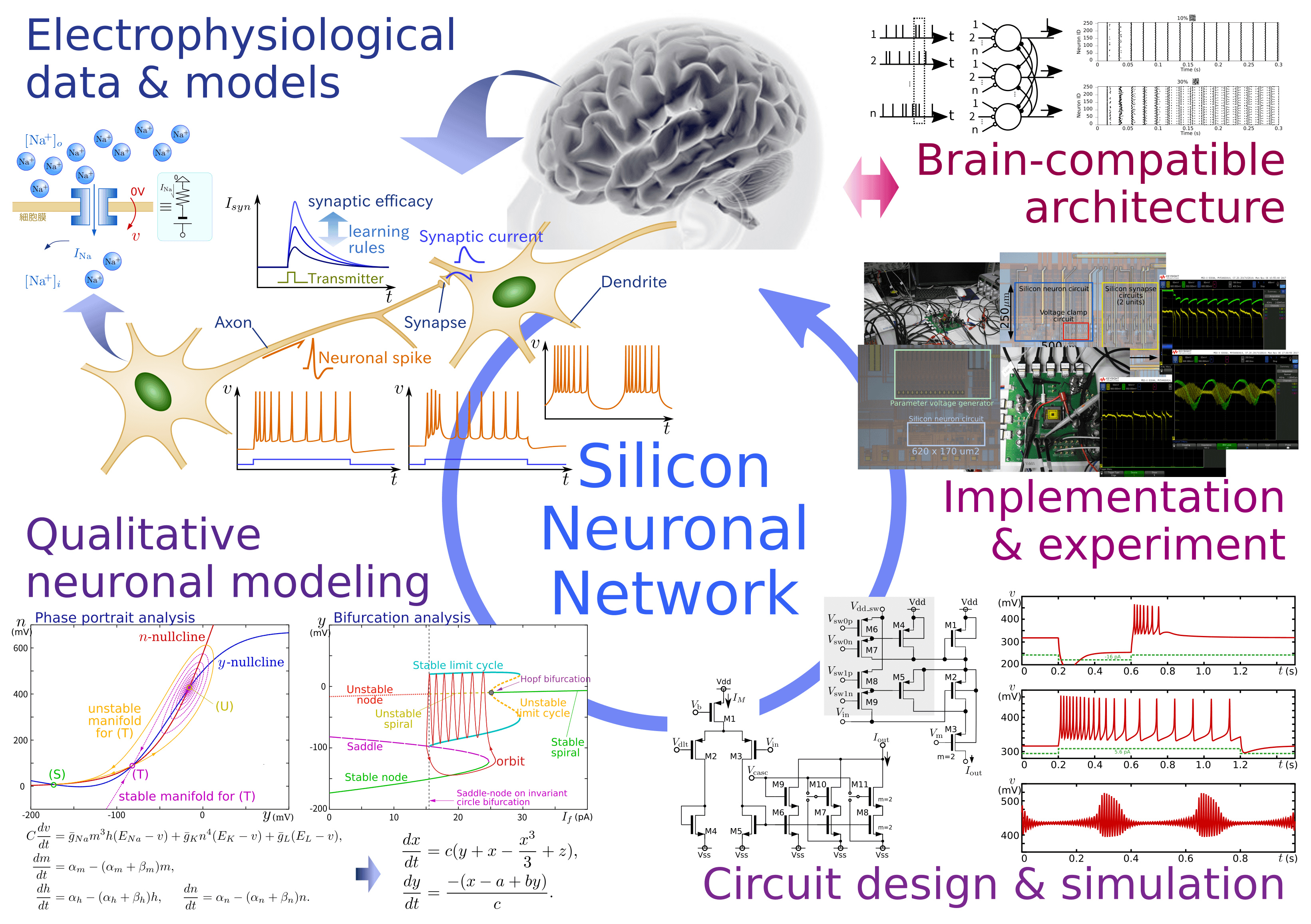 Silicon Neuronal Networks: a neuromimetic system